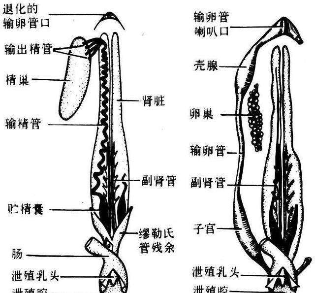 什么是高渗透压 baa845b320fe4c10942dd2c32f6d94fc.jpeg