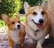 奖励|狗狗可能不是挑食,而是零食成瘾了!别让你的纵容害了它