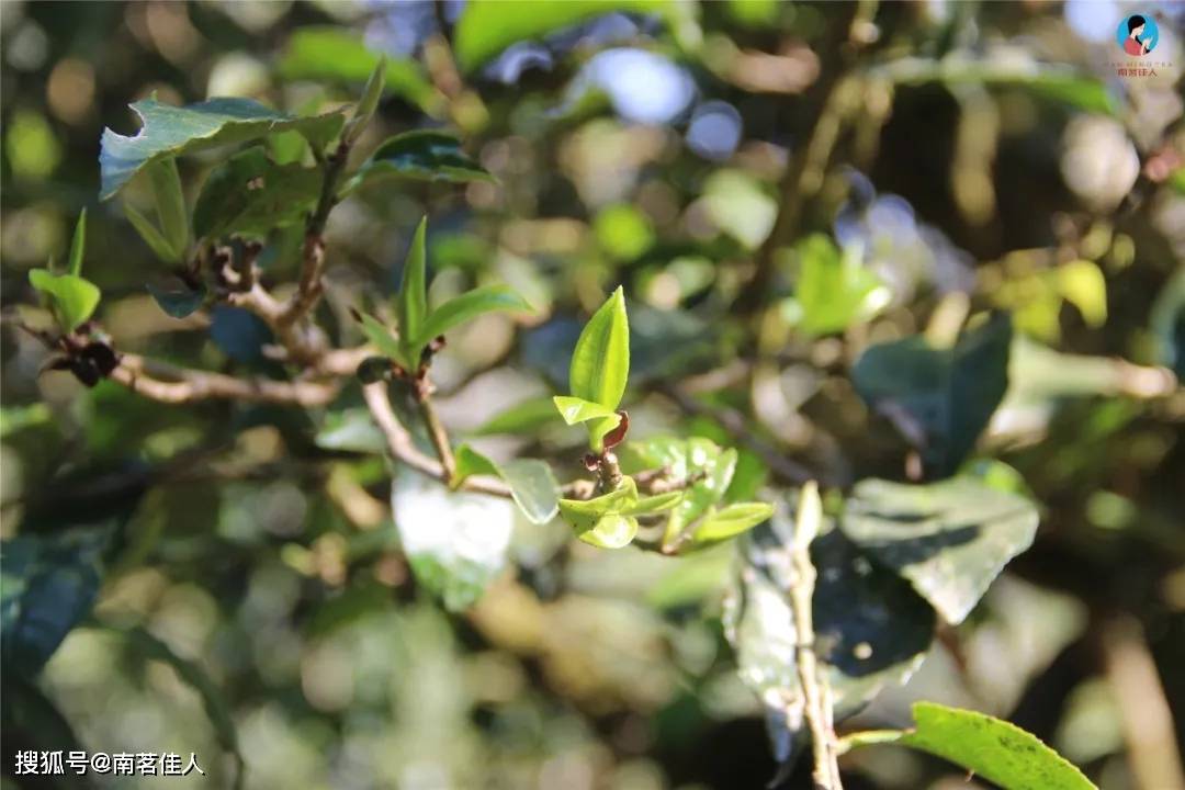 滋味|选茶秘诀：喝普洱该从这里入手！