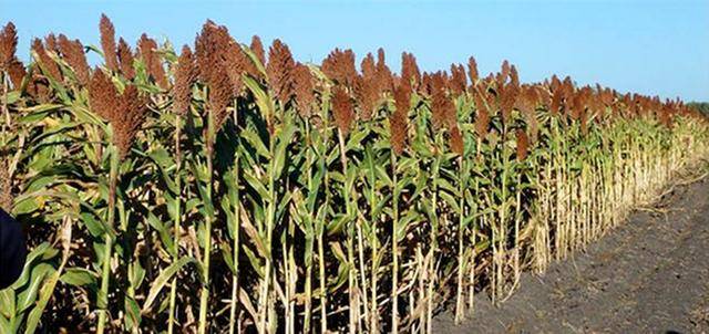 原创甜高粱是一种传统粮食作物变成水果受欢迎农民种植为卖杆