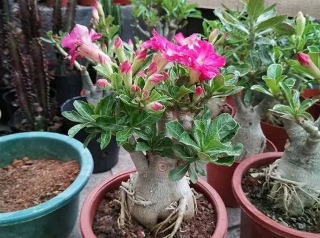 开花最勤的植物 cda3fcfbb22d4c2f8f1cdc6e0b6e3fb2.jpeg