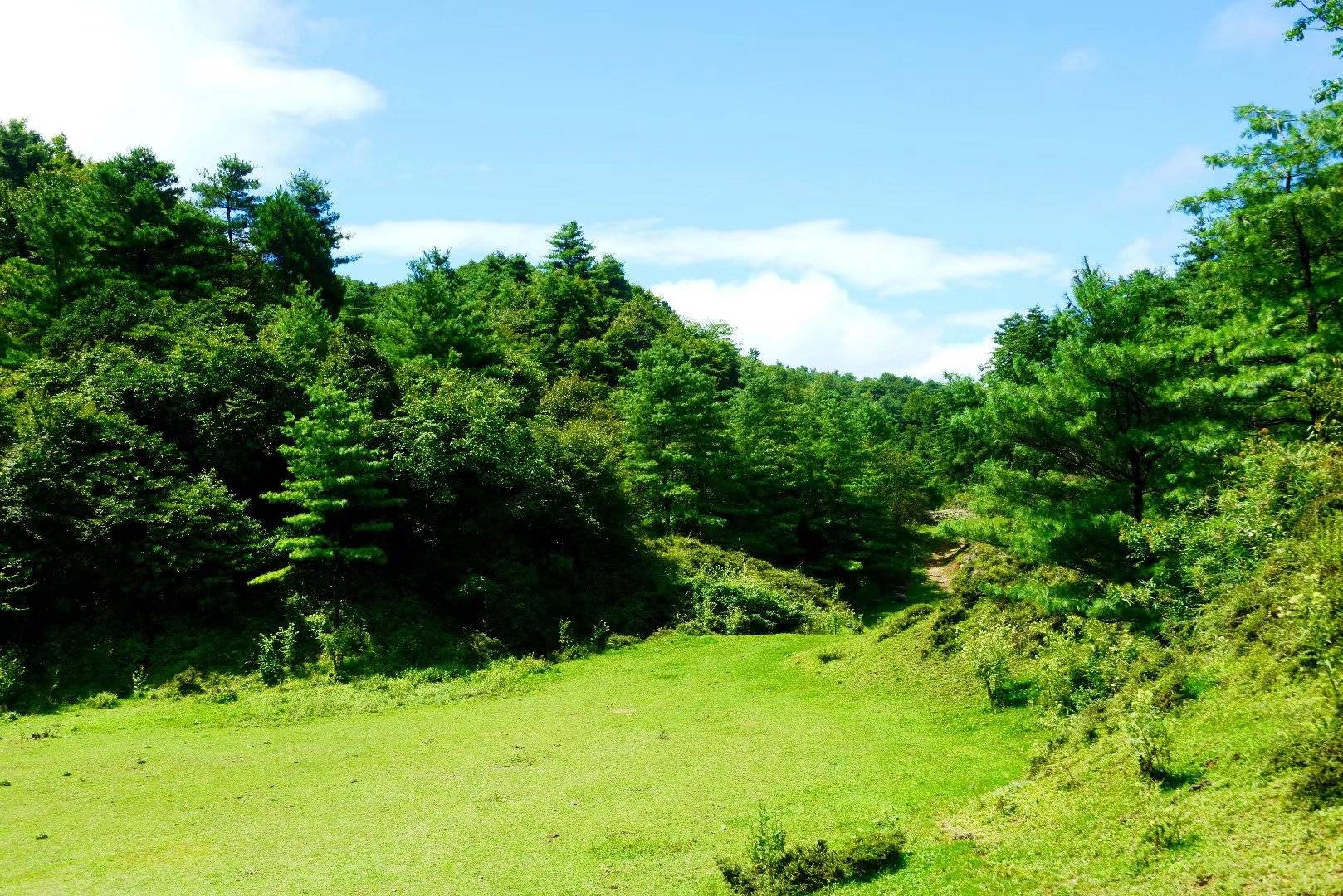 村民们习惯敞放的牛羊和马,在山林和草坪自由生长,如果运气好的话