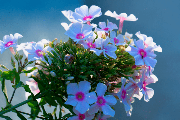 e19fb2a222cd41c2a0ee1d7dceb711b0.png