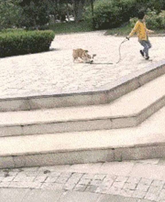 拔萝卜狗狗晕车，但是当发现主人看它时，反应太治愈了