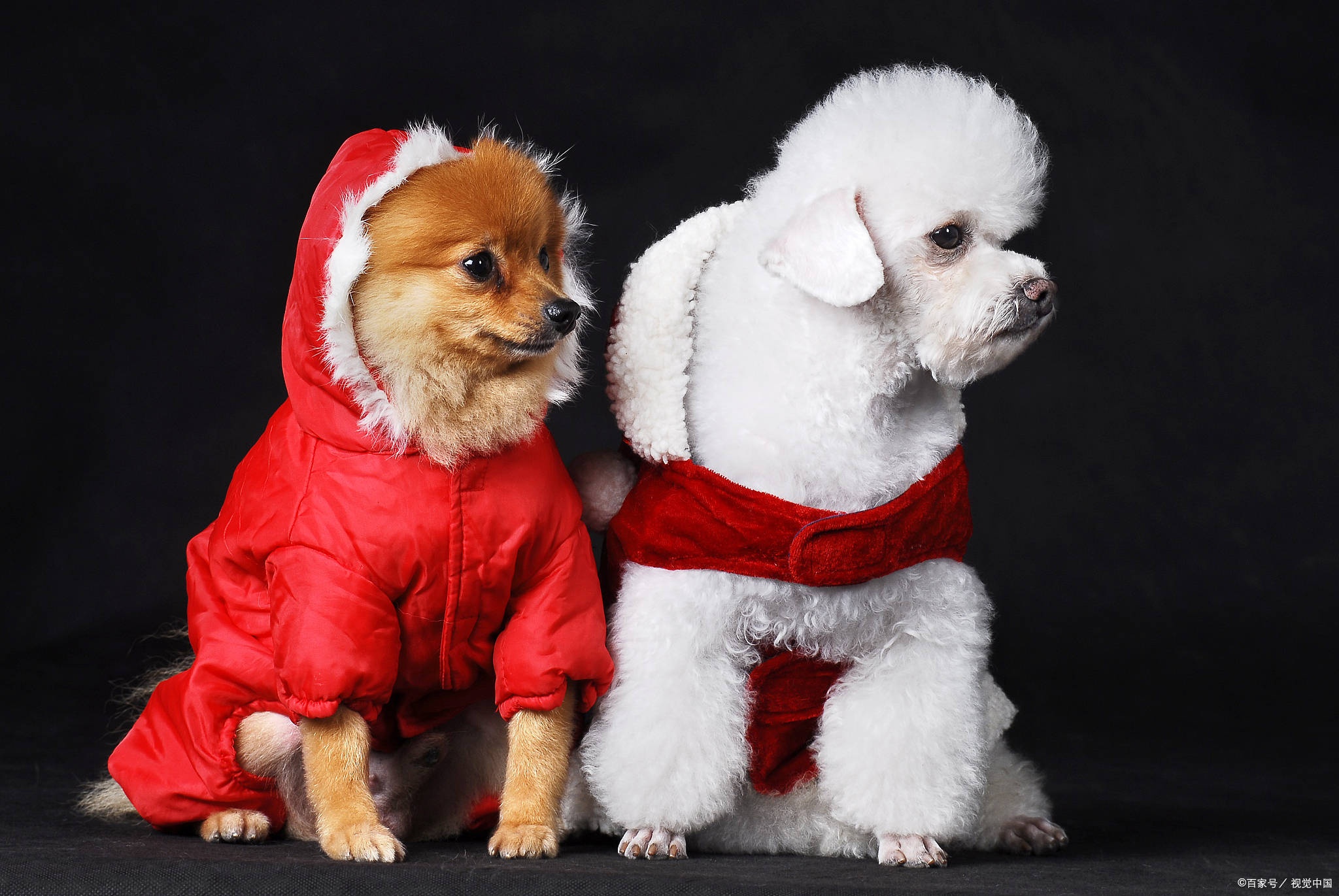 养宠日记 狗便秘怎么解决比较好 狗狗 全网搜