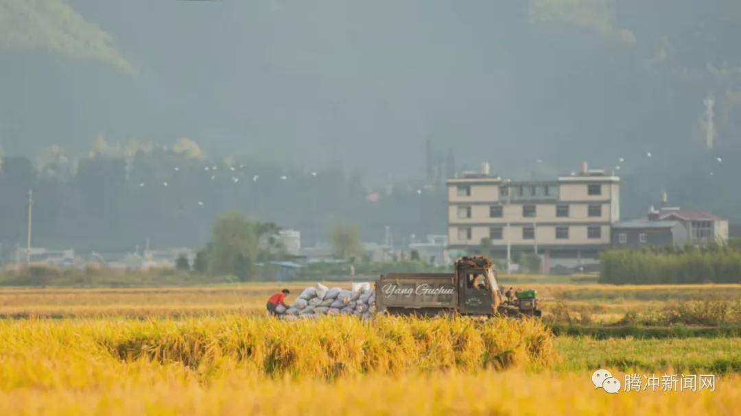 日子|云南腾冲：一林秋色天地远