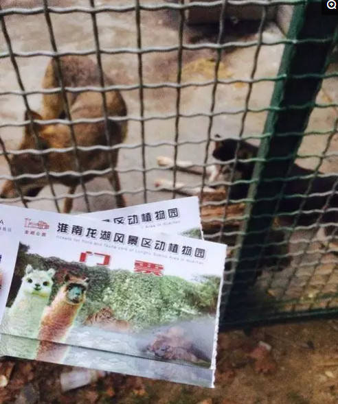 男童動物園玩耍，卻發現狼變了模樣，靠近一看讓人捧腹大笑！ 萌趣萌寵 第2张