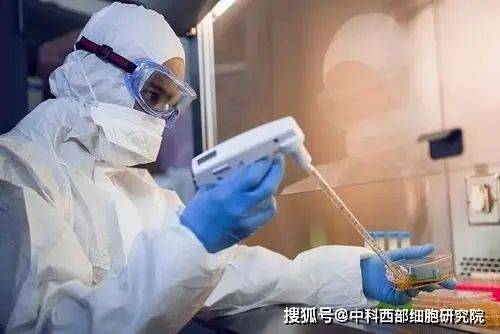 实验|中科西部干细胞研究院：干细胞治疗有望破局 肺纤维化