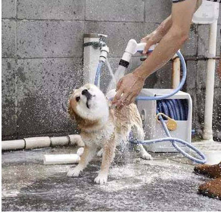 柴犬洗澡不忘耍帥，誰搶鏡頭跟誰急，這一幕把人都逗翻了！ 萌趣萌寵 第5张