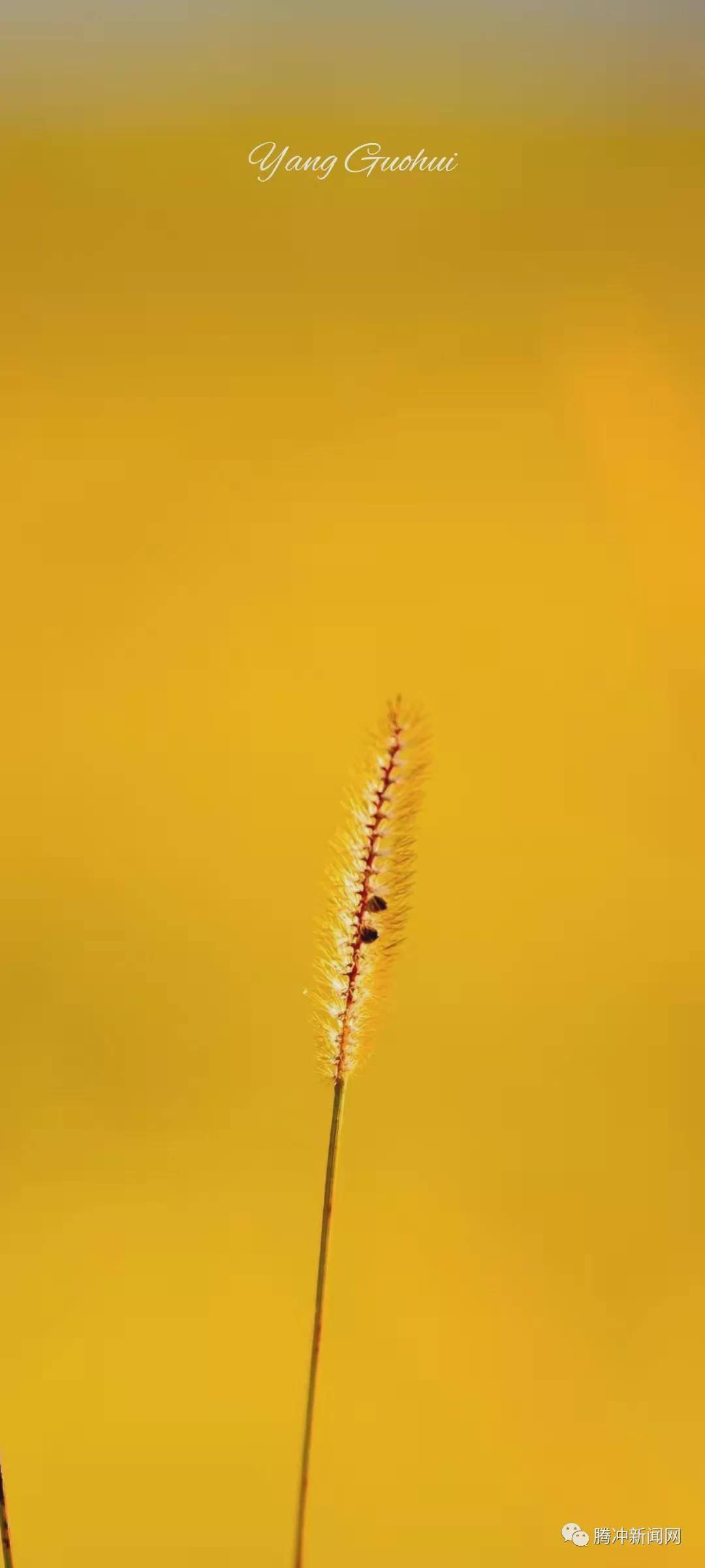 日子|云南腾冲：一林秋色天地远