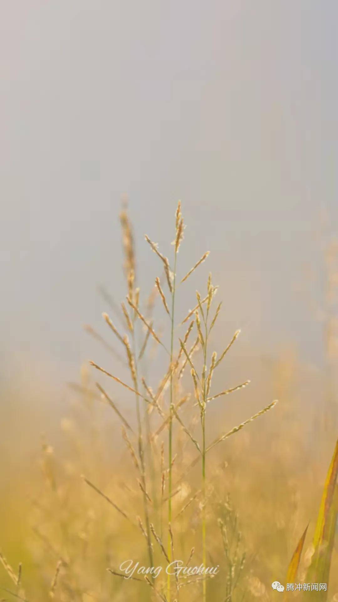 日子|云南腾冲：一林秋色天地远