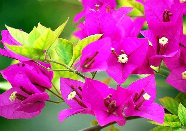 三角梅开花期怎么用肥 107042120e564e25a8abfb89331e6ad7.jpeg