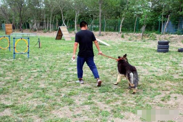 軍犬到底有多聰明？看看這些訓練畫面，讓人大開眼界 萌趣萌寵 第3张