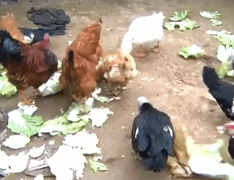 球菌|女子帮丈夫杀鸡后失去意识，险些丧命！医生：这病致死率高达40%