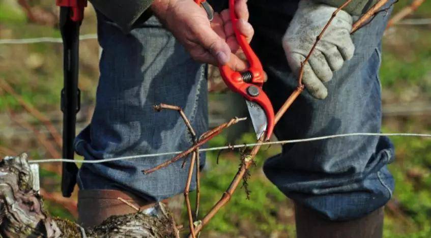 酿造|玛歌白亭干白葡萄酒2016!