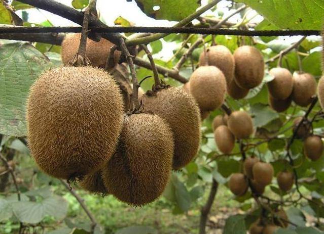 控制|血糖高的人，少吃三白，多补三物，记住三个字，血糖更平稳