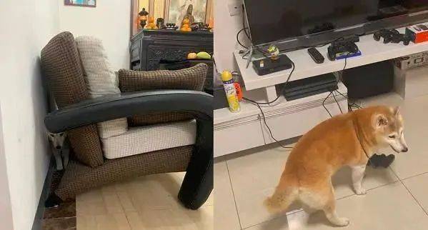 老年痴呆狗每天「被卡住」，大哭向主人求救，主人：老了也是寶貝 萌趣萌寵 第5张