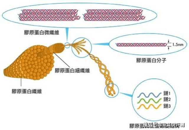 补充胶原蛋白肽分子量越小越好? 小分子量不稳定？