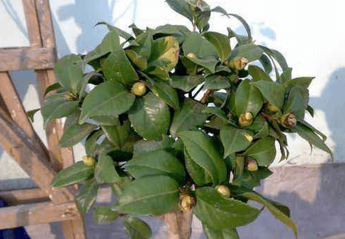 茶花用什么肥料好呢 263219e6752747c9bd98a5fa11808171.png