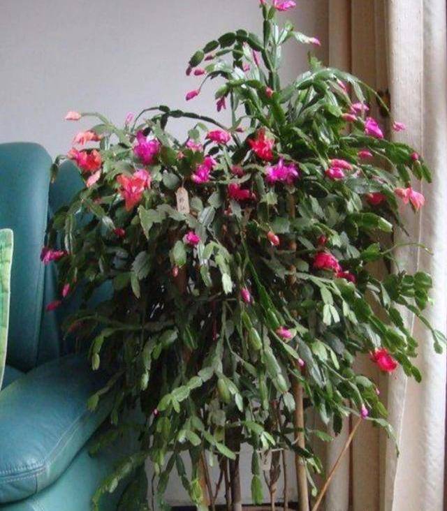 蟹爪兰怎么才能开很多花 34b3a8ebf46f406f8ca2f72e4e4913da.jpeg