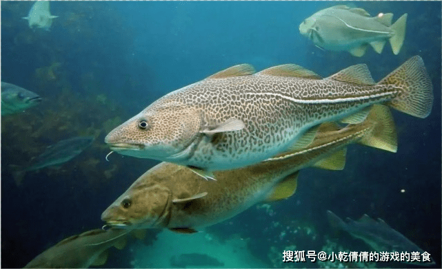 新鱼和老鱼怎么养在一起 4aae0d48fd884c72972c04dab6e86d13.png