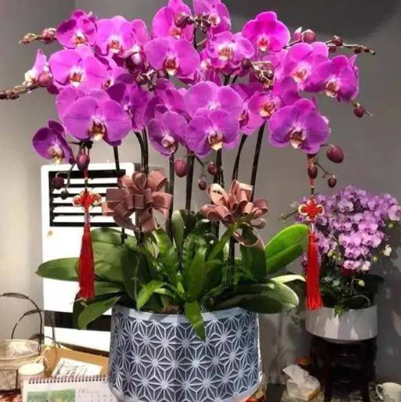 蝴蝶兰夏天浇水方法 4afd0607926a4fd69b9f7951fa5afbd8.jpeg