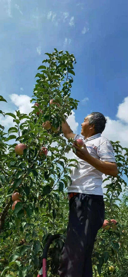 建行准格尔分行助销7000斤苹果为残疾创业者打造致富港湾_销售