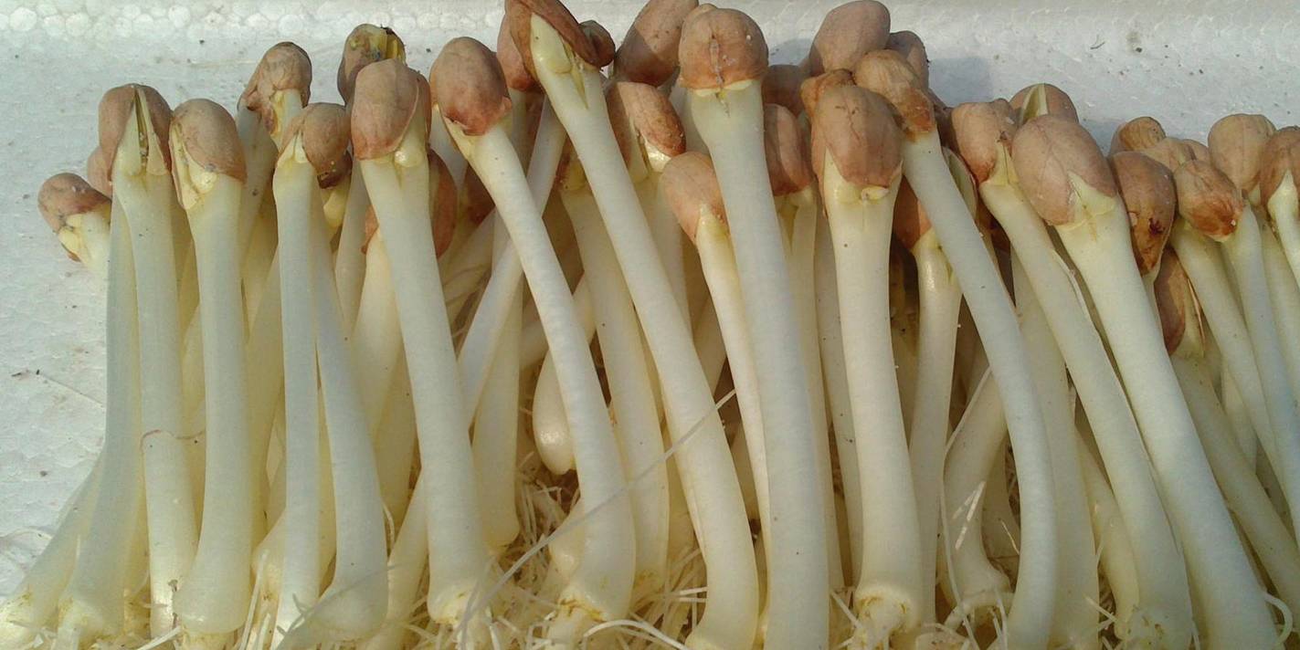 补充|秋季天气凉爽,让孩子多吃四种食物,补充营养,早吃早受益