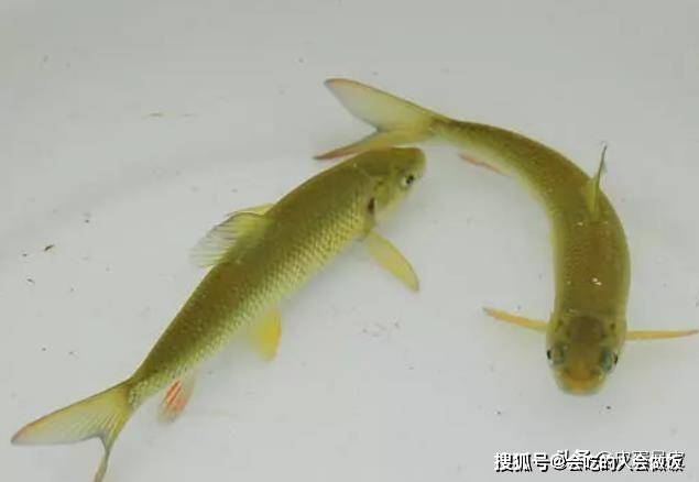 這種魚3年才能成熟,長大後才不過5cm,它對水質有著非常苛刻的要求