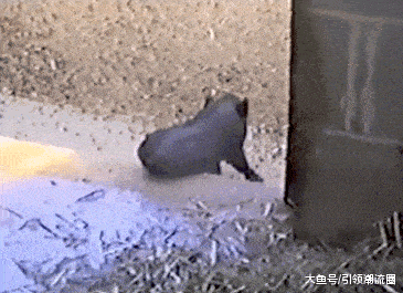 搞笑GIF：老婆你快來，我要給你一個驚喜 搞笑整蠱 第8张