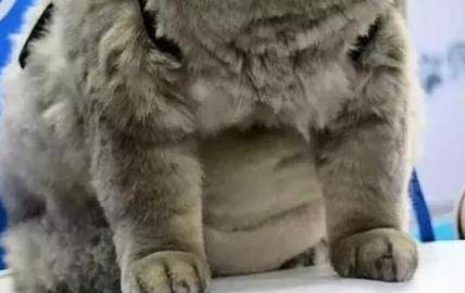 女主带胖猫逛街,遭路人围堵拍照,回家洗澡后笑喷:汤姆猫再世 女主带胖猫逛街,遭路人围堵拍照,回家洗澡后笑喷:汤姆猫再世