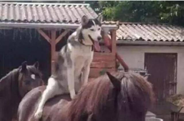 主人帶二哈去馬場玩，二哈趁主人不在意跳上馬背，主人都懵了 萌趣萌寵 第3张