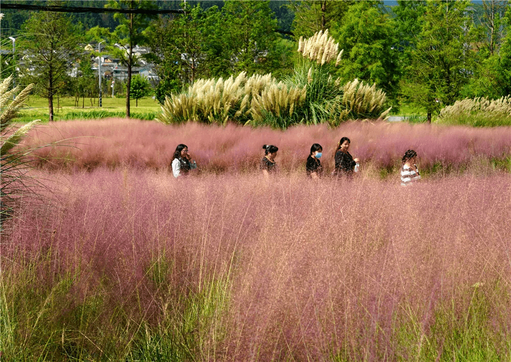 如雾|腾冲周边游丨北海蒲苇花开粉黛红