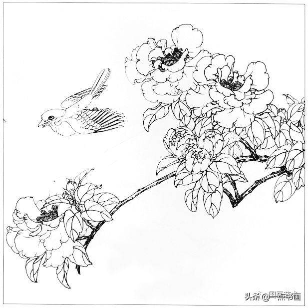 高清工筆花鳥白描圖譜分享