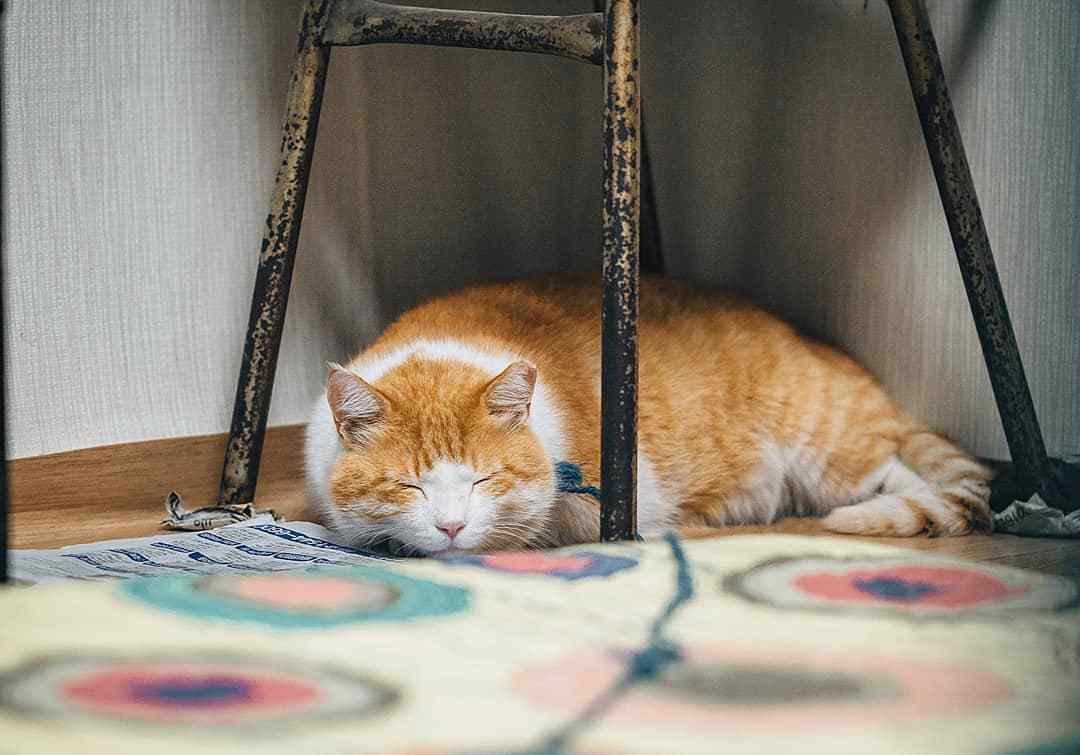 猫咪变得“嗜睡”？可能是这些原因导致_搜狐网