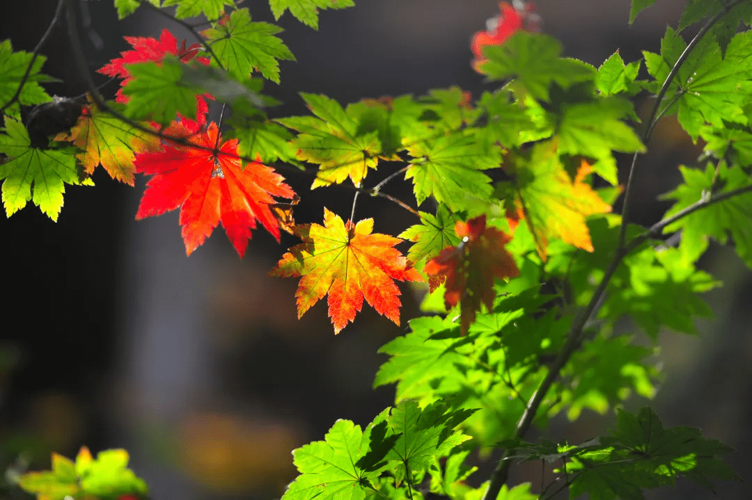 秋雨|渐入佳境！童话城堡般的泉城济南，等了一年，终于要来了！