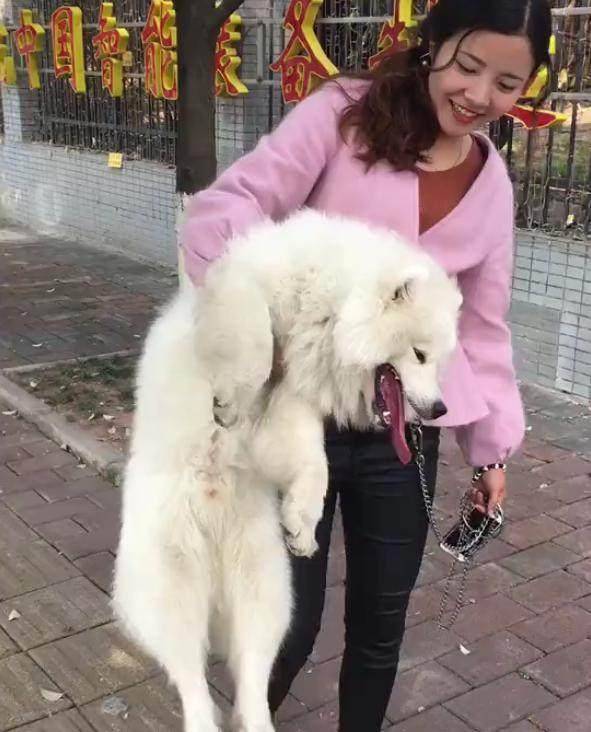 狗子不愿意回家,女孩子铲屎官单手抱起带回家,网友:臂力惊人