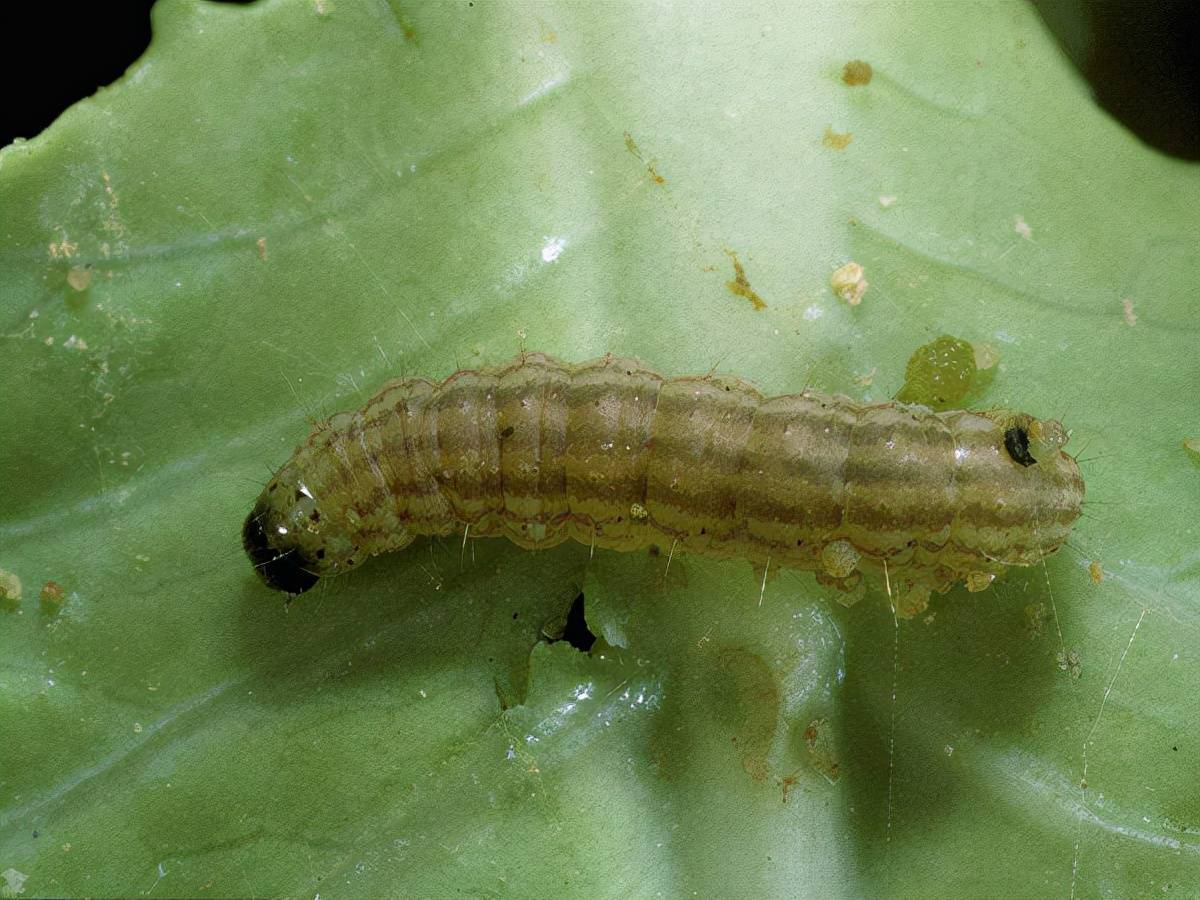 甘蓝夜蛾的防治方法有哪些 幼虫