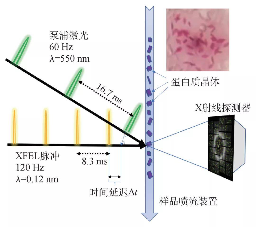 用x射線自由電子激光拍攝分子電影