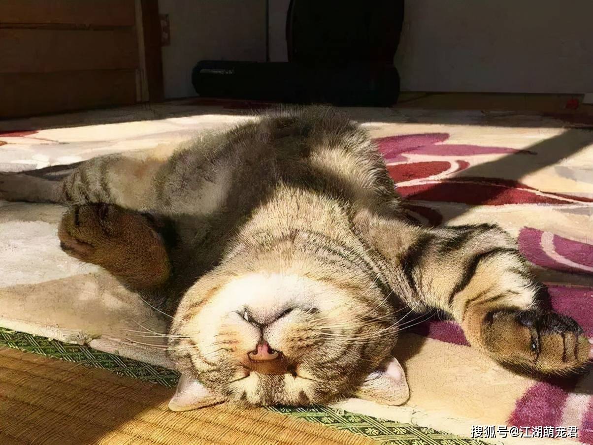 养一只狸花猫 是什么样的体验呢 有吧新闻 养一只狸花猫 是什么样的体验呢 有吧新闻