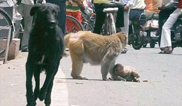 拉布拉多街頭看熱鬧，被猴子媽一把鎖住腰：不要欺負我兒子！ 萌趣萌寵 第3张