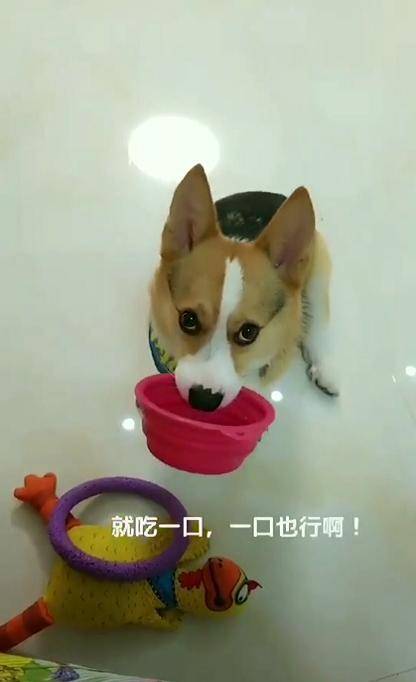柯基拿玩具換飯吃，主人假裝不知道，再轉頭時看到令她笑噴的一幕 萌趣萌寵 第3张