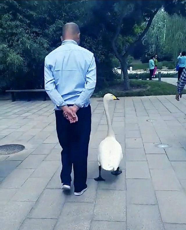 天鵝乖巧跟在主人身旁散步，走路嘚瑟引圍觀，鵝帥特煩惱 萌趣萌寵 第3张