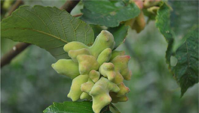 小小五倍子止痛特效药煎汤漱漱口专治各种牙痛立竿见影