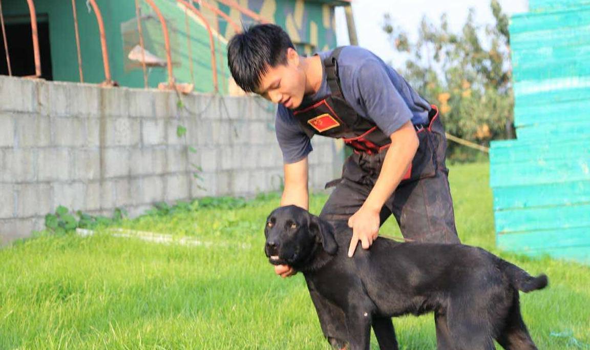 奖励想要训犬成功，主人必须做到这5点，少一点都不行！