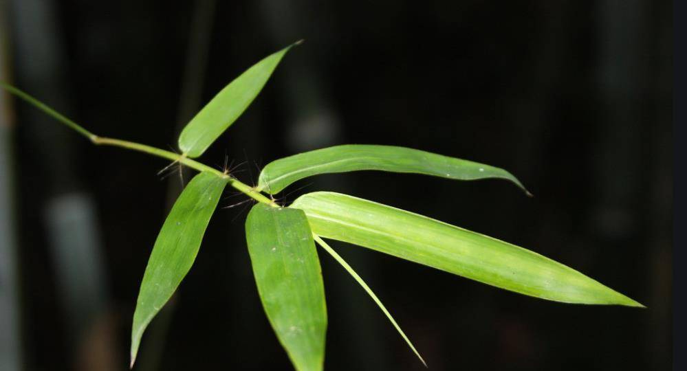 一付三仁汤用好了能治这4种病症赶紧收藏以备不时之需