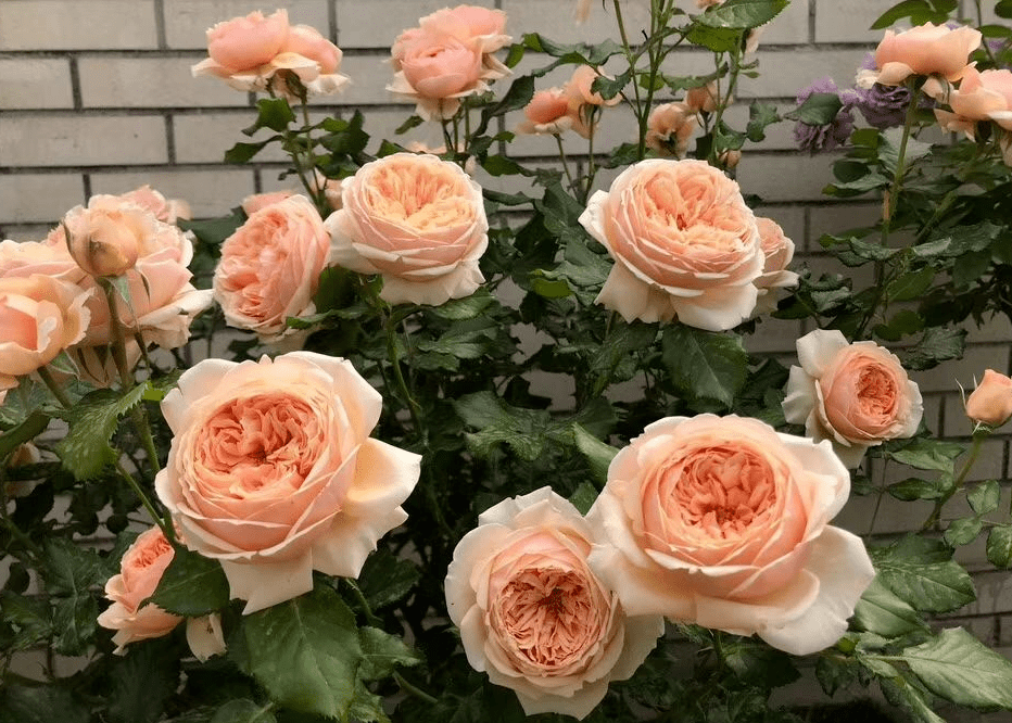 怎么快速醒鲜花 0de5638e8ebe444f8d34d1c4dc3f624f.png