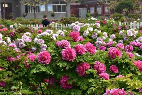 开花最大的牡丹花 5516c1a6e6ca49b19d76aab0e138276d.jpeg