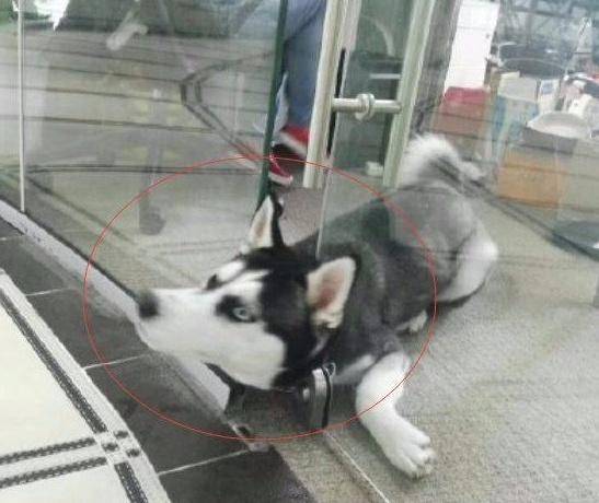 主人怕二哈拆家偷帶著上班，工作時聽到狗狗狂叫，走進瞧瞬間淚奔 萌趣萌寵 第4张