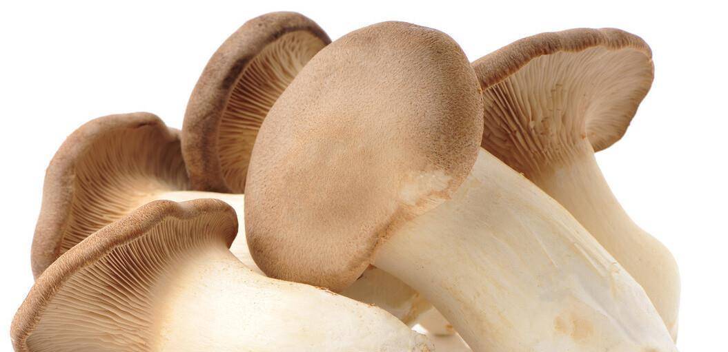 蘑菇要怎么保存才能更新鲜 c6e1a2aeacfd48218ce24951f54f2ec4.jpeg